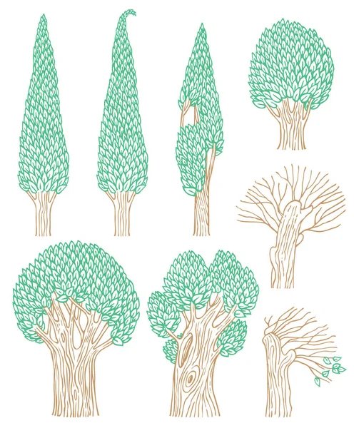 被白色背景隔离的一组落叶树的向量集 以平坦的卡通风格绘制的森林植物的彩色等高线图 树干粗壮 绿叶茂密 — 图库矢量图片