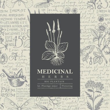 Şifalı bitkiler ve el yazısıyla yazılmış Lorem Ipsum metniyle el yapımı arka planda Büyük Plantain olan güzel vektör etiketi veya afişi. Eczane ve bitkisel ilaçlar için retro stil botanik illüstrasyonu