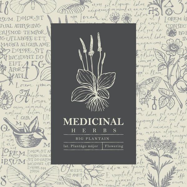 Beautiful vector label or banner with Big plantain on a hand-drawn background with medicinal herbs and handwritten text Lorem Ipsum. Botanical illustration in retro style for pharmacy, herbal medicine