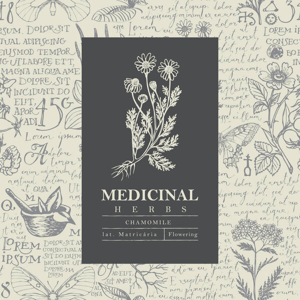 Beautiful vector label or banner with Chamomile on a hand-drawn background with medicinal herbs and handwritten text Lorem Ipsum. Botanical illustration in retro style for herbal medicine, pharmacy