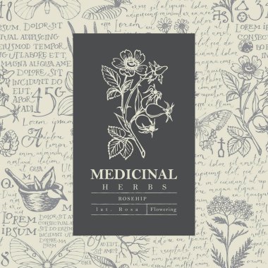 Şifalı bitkiler ve el yazısıyla yazılmış Lorem Ipsum isimli retro tarzı metinle el yazısıyla çizilmiş Rosehip 'li güzel vektör etiketi ya da afişi. Eczane için botanik illüstrasyon, bitkisel tıp