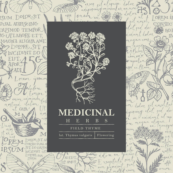 Beautiful vector label or banner with Field thyme on a hand-drawn background with handwritten text Lorem Ipsum and medicinal herbs. Botanical illustration in retro style for pharmacy, herbal medicine
