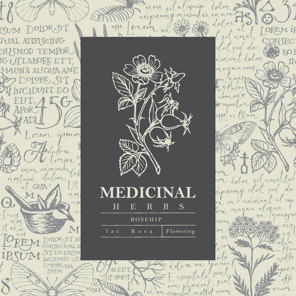 Beautiful vector label or banner with Rosehip on a hand-drawn background with medicinal herbs and handwritten text Lorem Ipsum in retro style. Botanical illustration for pharmacy, herbal medicine