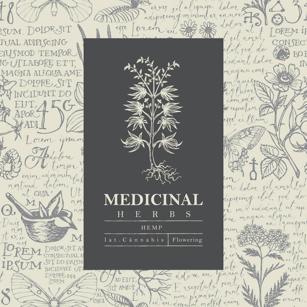 Vector label or banner with a hemp plant on a hand-drawn background with handwritten text Lorem Ipsum and medicinal herbs. Retro botanical illustration for cannabis shop, pharmacy, herbal medicine