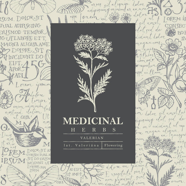 Botanical vector label or banner with Valerian on a hand-drawn background with medicinal herbs and handwritten text Lorem Ipsum. Beautiful illustration in retro style for pharmacy, herbal medicine