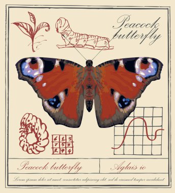 Tavus kuşu gözü kelebeği olan taşıyıcı pankart, eski bir kağıt arka plan üzerinde larva ve el yazısıyla yazılmış yazılar. Kırmızı kanatlı ve simetrik desenli güzel, parlak bir böcek.