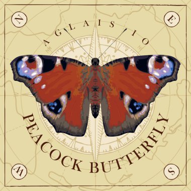 Eski harita ve pusula çiziminin arka planında açık kanatları olan tavus kuşu gözü kelebeği tasviri. Retro biçiminde vektör pankartı