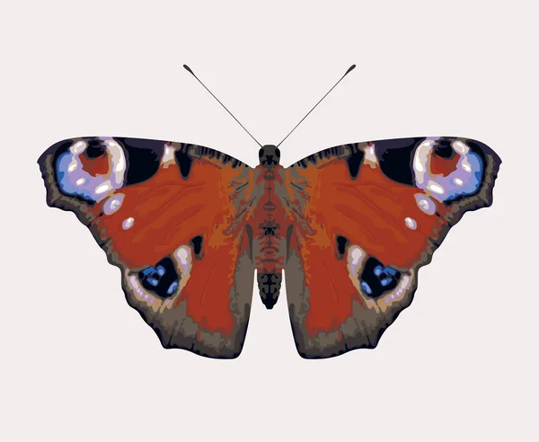 Illustration Vectorielle Papillon Oeil Paon Aux Ailes Ouvertes Isolé Sur — Image vectorielle