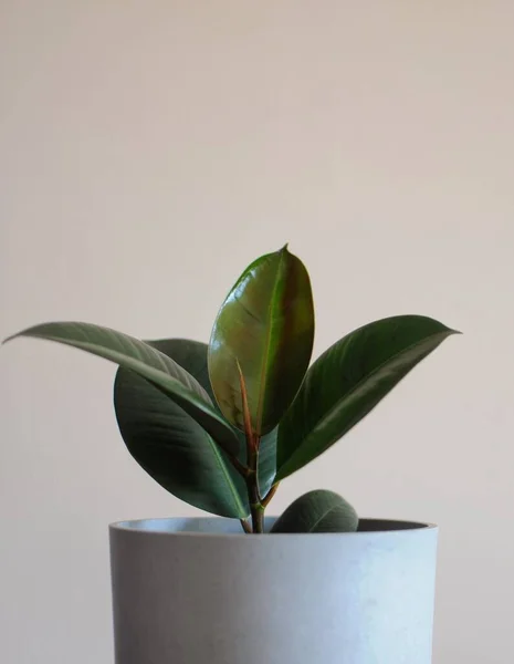 現代の観葉植物-若いFicus Elastica Burglandまたはグレーのポットのラバーツリー — ストック写真