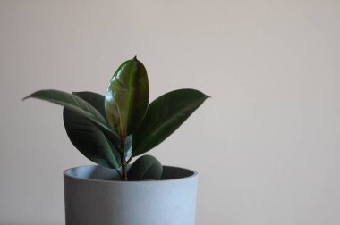 Genç Ficus Elastica ağacının gri çömlekte asgari yaratıcı ev dekorasyonu konsepti.