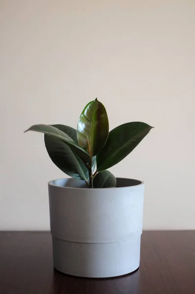 Modern ev bitkisi - Genç Ficus Elastica Burgundy veya gri tencerede plastik ağaç