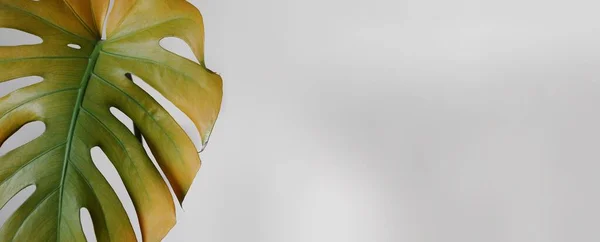 Banner de la planta de origen de la hoja de monstera amarillo en otoño sobre fondo gris — Foto de Stock