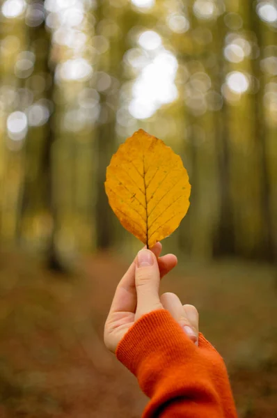 Mulher detém folha de outono na floresta. Queda de estilo de vida foto. Fundo florestal. — Fotografia de Stock