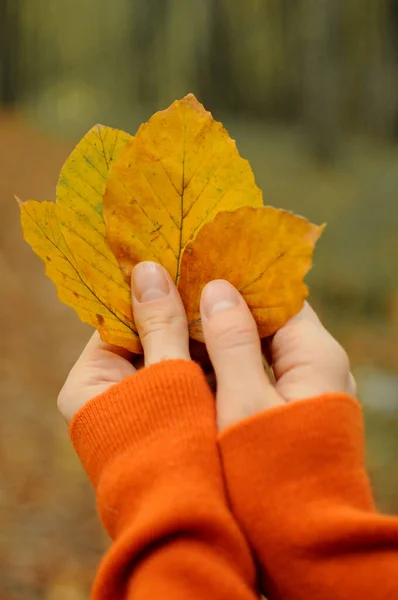 Mulher de camisola laranja detém folhas de outono na floresta. Queda estilo de vida foto — Fotografia de Stock
