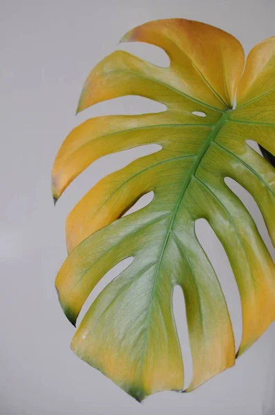 Folha de Monstera na estação do outono no fundo cinzento. Interior da planta no outono. — Fotografia de Stock