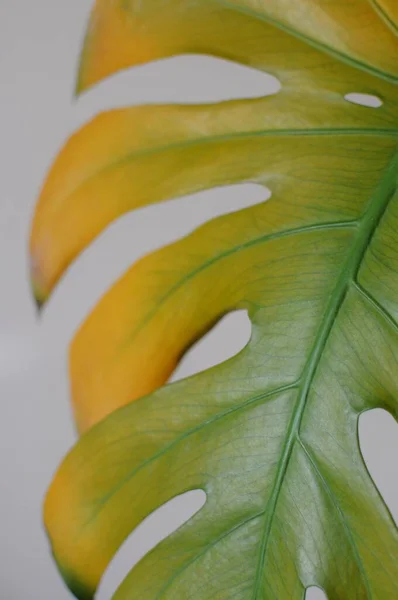 Primer plano de la hoja de monstera amarilla. Homeplant tiene gradiente amarillo — Foto de Stock