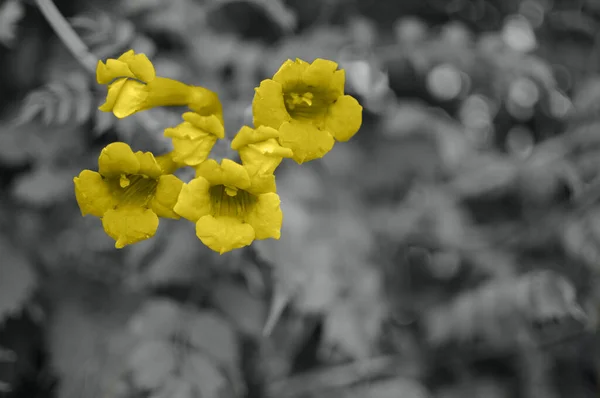 Cor 2021 iluminando o fundo amarelo e, finalmente, cinza da flor — Fotografia de Stock