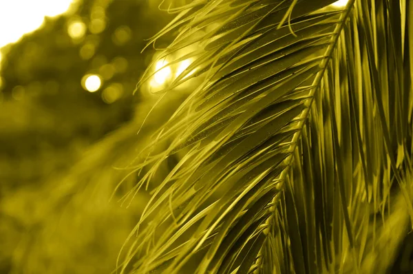 Cor do ano 2020 fundo azul clássico de folha de palma — Fotografia de Stock