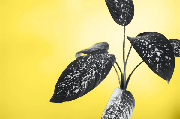 Dieffenbachia pianta stile interno, illuminante giallo e, infine, grigio — Foto Stock