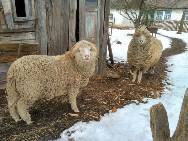 Cute rams outside in winter time looking into camera — Stock Photo, Image