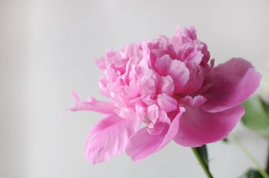 Gri arka planda güzel pembe renkli şakayık. Çiçek açan hediye.