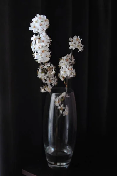 Fleurs printanières de pommier en vase sur fond sombre. Décor Home minimalisme — Photo