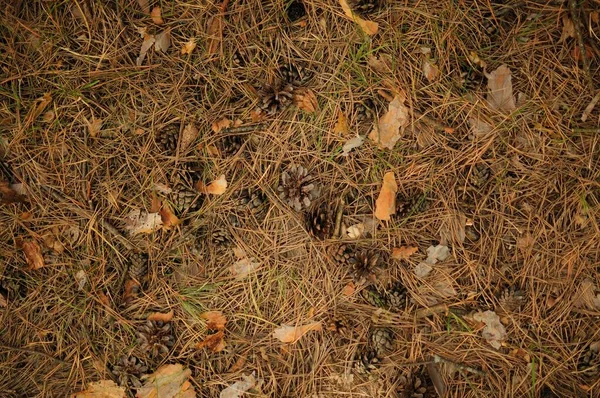 Top view of forest pine needles and cones. Brown background of forest leaves — Φωτογραφία Αρχείου