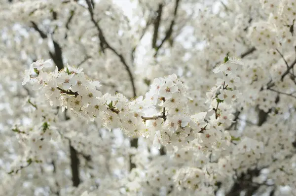 Όμορφο λευκό μήλο ανθίζει στη μηλιά. Φυτό γεμάτο άνθη την άνοιξη — Φωτογραφία Αρχείου