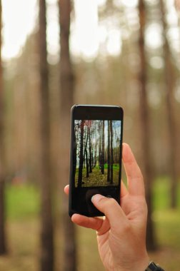 Adam akıllı telefonuyla ormanda çam ağaçlarının fotoğrafını çekiyor. Fotoğraf amatörü