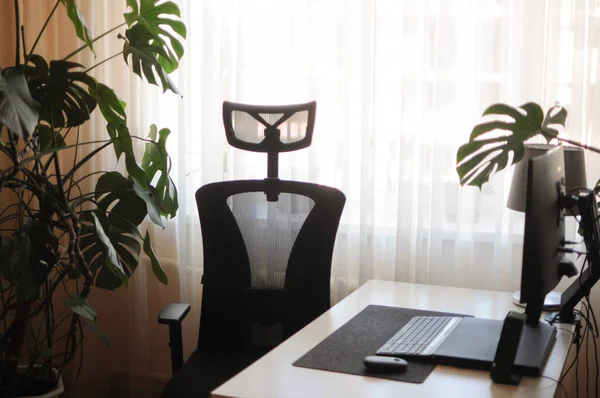 Bureau simple avec des plantes autour. Écran incurvé et chaise orthopédique pour le travail — Photo