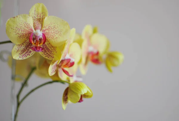 Ramo com flores florescentes de phalaenopsis amarelo do orchid no repouso. Espaço de cópia — Fotografia de Stock