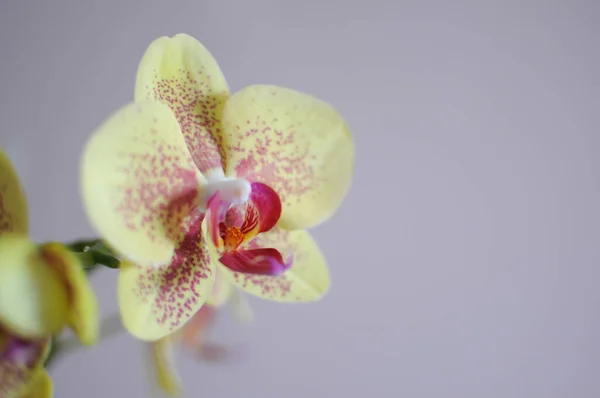 Phalaenopsis beleza flor amarela de orquídea. Cuidados com plantas em casa. Espaço de cópia — Fotografia de Stock