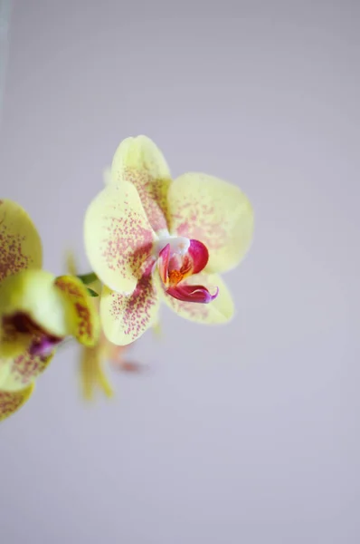 Phalaenopsis beleza flor amarela de orquídea. Cuidados com plantas em casa. Espaço de cópia — Fotografia de Stock