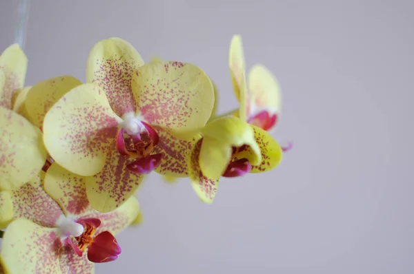 Flores amarelas da phalaenopsis do orchid que florescem em casa. Foto com espaço de cópia. — Fotografia de Stock