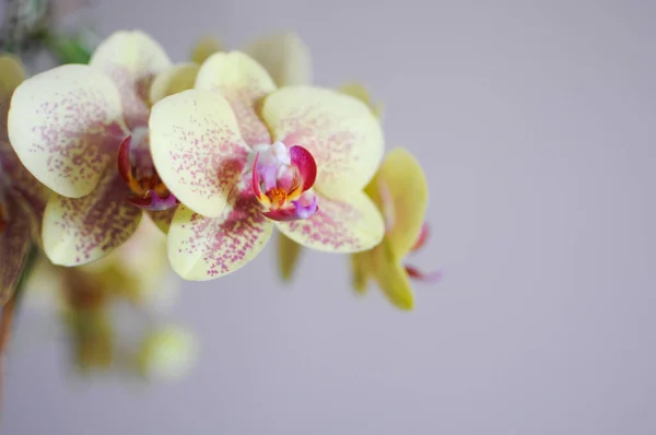 Ramo de flores de phalaenopsis de orquídea amarela. Plantas decorativas florescendo em casa — Fotografia de Stock