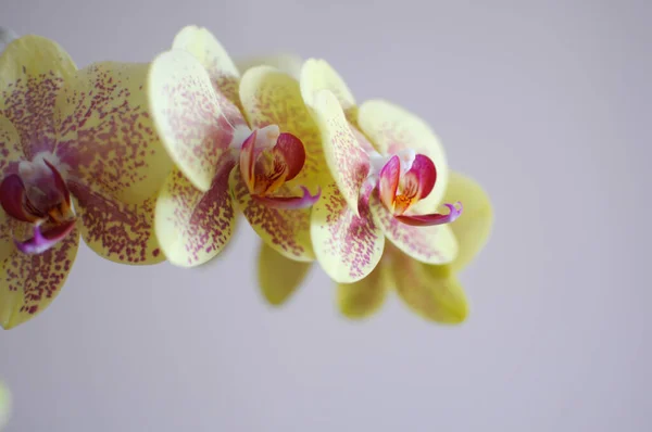 Flor decorativa de falaenopsis orquídea amarela. Plantas de cuidados domésticos florescendo. — Fotografia de Stock