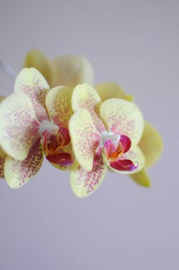 Orkide penisinin güzel sarı dekoratif çiçekleri. Ev bakımı bitkileri.