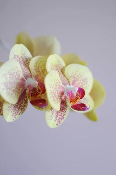 Beautiful yellow decorative flowers of orchid phalaenopsis. Home care plants. — Stock Photo, Image