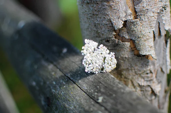 木製の柵の上に小さな白いアキラのミリオネアの夏の花. — ストック写真