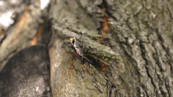Vanessa atalanta kupu-kupu indah duduk dan mencari kumbang — Stok Video