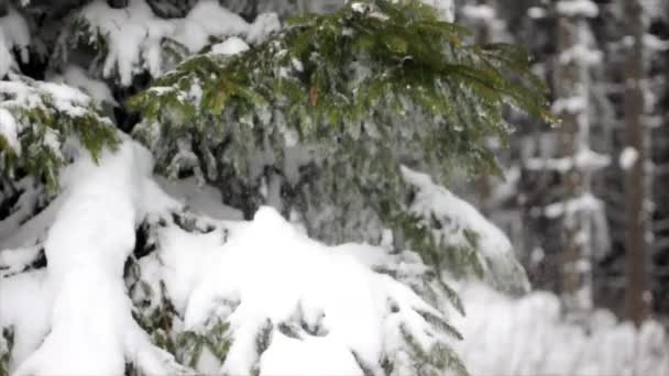 Movimento lento de queda de neve do pinheiro. Alguma coisa caiu no ramo. — Vídeo de Stock