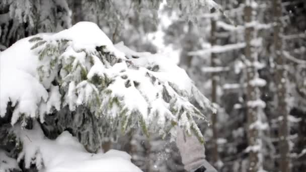 Una ragazza sta facendo cadere la neve da un ramo per cadere — Video Stock