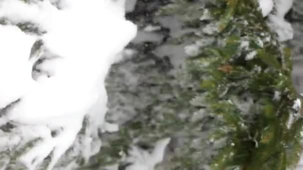 Медленное движение падающего снега с сосны. Что-то упало на ветку — стоковое видео