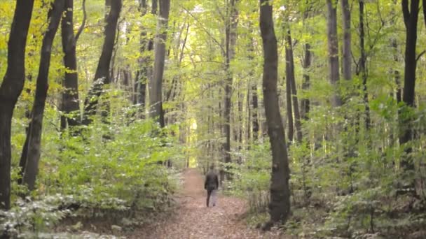 O homem está caminhando na floresta de outono. Vídeo em câmara lenta — Vídeo de Stock