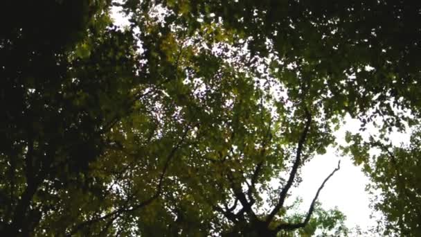 Árvores circulantes acima da cabeça — Vídeo de Stock