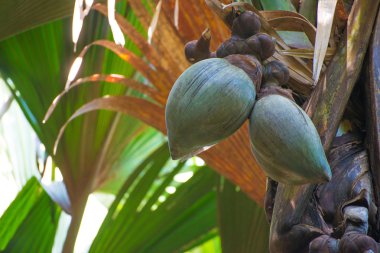 Coco de mer adlı palm, Seyşel Adaları