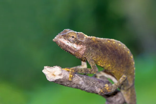 Verleumdungstiger — Stockfoto