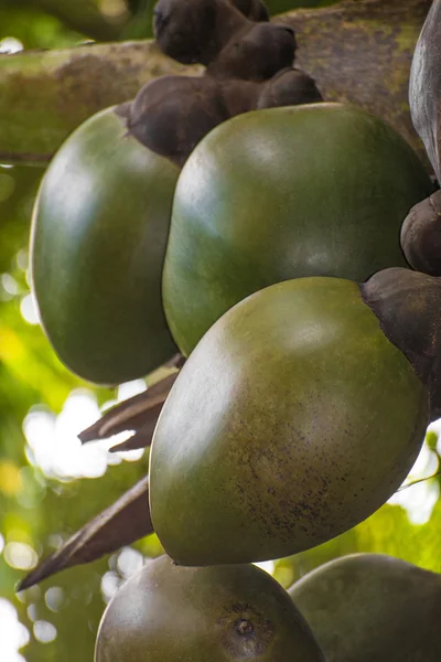 Coco de Mer at palm in Vallee De Mai — Stock Photo, Image