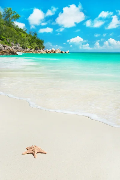 Etoile de mer à la plage tropicale Anse Georgette sur île de Praslin, Sey — Photo