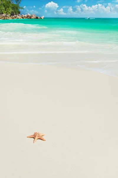 Estrella del mar en la playa tropical Anse Georgette en la isla Praslin, Sey —  Fotos de Stock